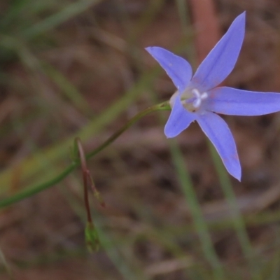 Wahlenbergia capillaris (Tufted Bluebell) at Isabella Pond - 3 Nov 2021 by AndyRoo