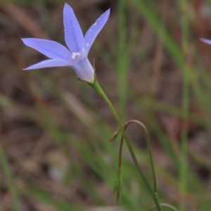 Wahlenbergia capillaris at Monash, ACT - 3 Nov 2021 04:40 PM