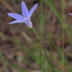 Wahlenbergia capillaris at Monash, ACT - 3 Nov 2021