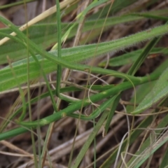 Wahlenbergia capillaris at Monash, ACT - 3 Nov 2021