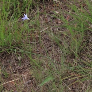 Wahlenbergia capillaris at Monash, ACT - 3 Nov 2021