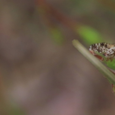 Tephritidae sp. (family) (Unidentified Fruit or Seed fly) at Tuggeranong Creek to Monash Grassland - 3 Nov 2021 by AndyRoo