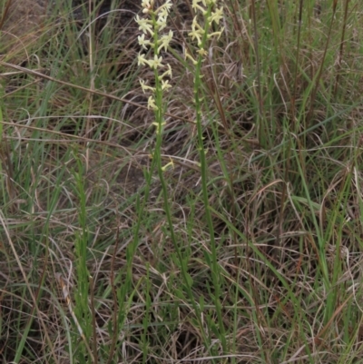 Stackhousia monogyna (Creamy Candles) at Tuggeranong Creek to Monash Grassland - 3 Nov 2021 by AndyRoo