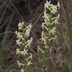 Stackhousia monogyna at Monash, ACT - 3 Nov 2021 04:28 PM