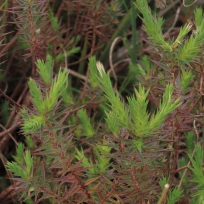 Melichrus urceolatus (Urn Heath) at Monash Grassland - 3 Nov 2021 by AndyRoo