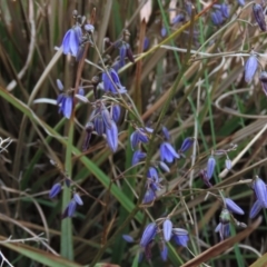 Dianella revoluta var. revoluta (Black-Anther Flax Lily) at Monash, ACT - 3 Nov 2021 by AndyRoo