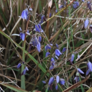 Dianella revoluta var. revoluta at Monash, ACT - 3 Nov 2021 05:13 PM