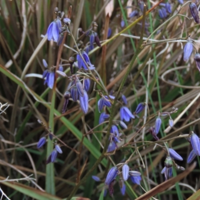 Dianella revoluta var. revoluta (Black-Anther Flax Lily) at Monash, ACT - 3 Nov 2021 by AndyRoo