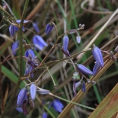 Dianella revoluta var. revoluta at Monash, ACT - 3 Nov 2021 05:13 PM