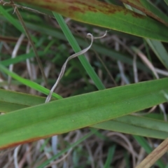 Dianella revoluta var. revoluta at Monash, ACT - 3 Nov 2021