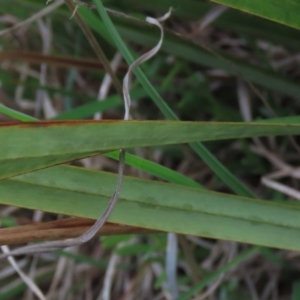 Dianella revoluta var. revoluta at Monash, ACT - 3 Nov 2021 05:13 PM