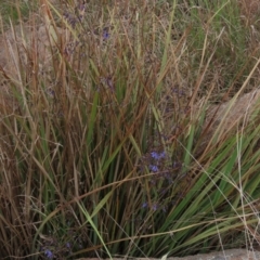 Dianella revoluta var. revoluta at Monash, ACT - 3 Nov 2021 05:13 PM