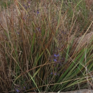 Dianella revoluta var. revoluta at Monash, ACT - 3 Nov 2021