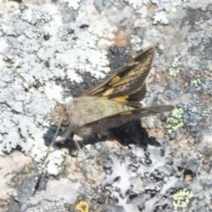 Trapezites phigalioides (Montane Ochre) at Namadgi National Park - 8 Dec 2021 by BrianH