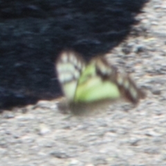 Graphium macleayanum (Macleay's Swallowtail) at Rendezvous Creek, ACT - 4 Dec 2021 by BrianH