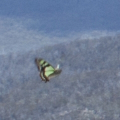 Graphium macleayanum at Rendezvous Creek, ACT - 4 Dec 2021 01:26 PM