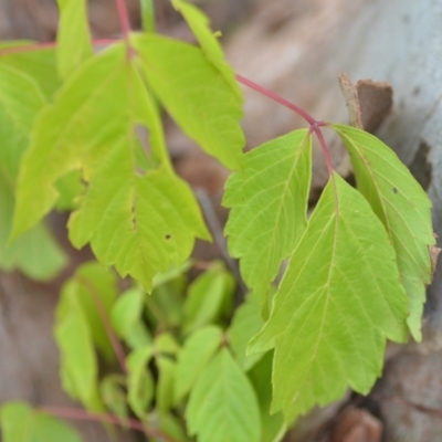 Acer negundo (Box Elder) at Wamboin, NSW - 27 Nov 2021 by natureguy