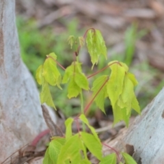 Acer negundo at Wamboin, NSW - 27 Nov 2021 05:53 PM