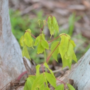 Acer negundo at Wamboin, NSW - 27 Nov 2021 05:53 PM