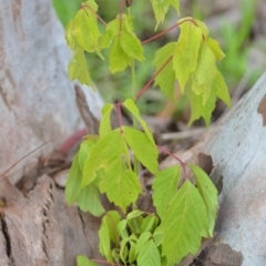 Acer negundo at Wamboin, NSW - 27 Nov 2021