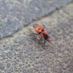 Melanerythrus mactans (A seed bug) at QPRC LGA - 26 Dec 2020 by natureguy