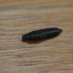 Coleoptera (order) at Wamboin, NSW - 25 Dec 2020 by natureguy