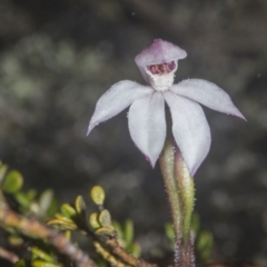 Caladenia alpina (Mountain Caps) at Rendezvous Creek, ACT - 5 Dec 2021 by BrianH