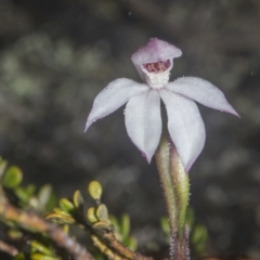 Caladenia alpina (Mountain Caps) at Namadgi National Park - 4 Dec 2021 by BrianH