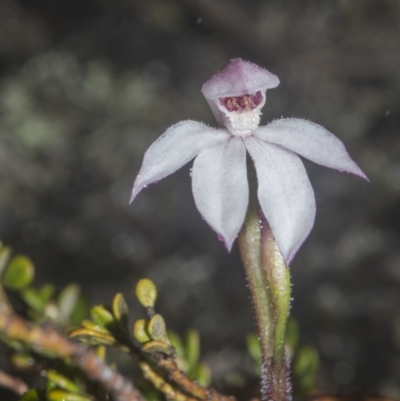 Caladenia alpina (Mountain Caps) at Rendezvous Creek, ACT - 4 Dec 2021 by BrianH