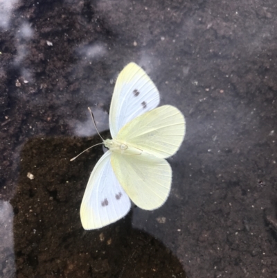 Pieris rapae (Cabbage White) at Scabby Range Nature Reserve - 4 Dec 2021 by BrianH
