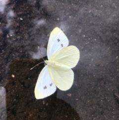 Pieris rapae (Cabbage White) at Scabby Range Nature Reserve - 4 Dec 2021 by BrianH