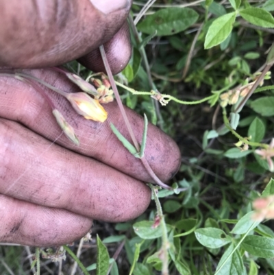 Hypericum gramineum (Small St Johns Wort) at Rendezvous Creek, ACT - 5 Dec 2021 by BrianH