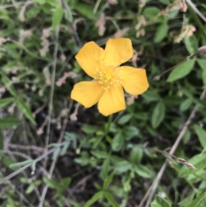 Hypericum gramineum at Rendezvous Creek, ACT - 5 Dec 2021