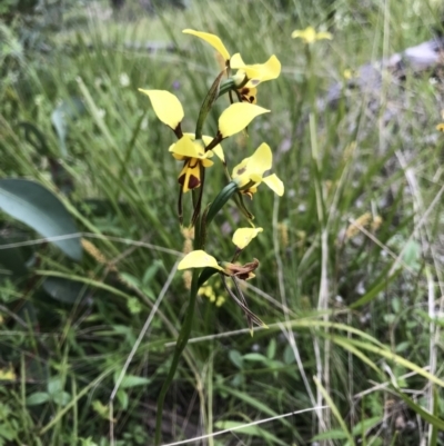 Diuris sulphurea (Tiger Orchid) at Rendezvous Creek, ACT - 5 Dec 2021 by BrianH