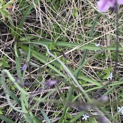 Arthropodium milleflorum (Vanilla Lily) at Namadgi National Park - 5 Dec 2021 by BrianH