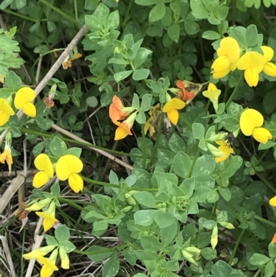 Lotus corniculatus (Birds-Foot Trefoil) at Namadgi National Park - 5 Dec 2021 by BrianH