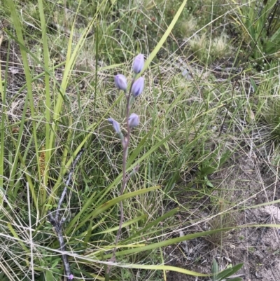Thelymitra sp. (A Sun Orchid) at Namadgi National Park - 5 Dec 2021 by BrianH