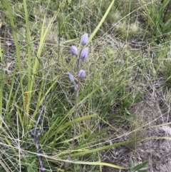 Thelymitra sp. (TBC) at Rendezvous Creek, ACT - 5 Dec 2021 by BrianH