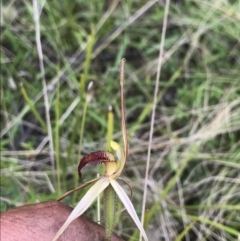 Caladenia montana (Mountain Spider Orchid) at Namadgi National Park - 5 Dec 2021 by BrianH