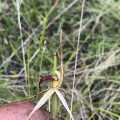 Caladenia montana (Mountain Spider Orchid) at Namadgi National Park - 5 Dec 2021 by BrianH