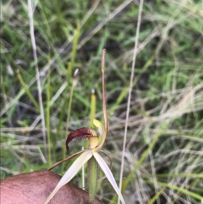 Caladenia montana (Mountain Spider Orchid) at Rendezvous Creek, ACT - 5 Dec 2021 by BrianH