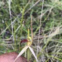 Caladenia montana (Mountain Spider Orchid) at Rendezvous Creek, ACT - 5 Dec 2021 by BrianH