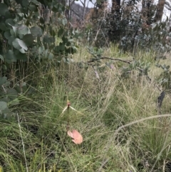 Caladenia montana at Rendezvous Creek, ACT - 5 Dec 2021