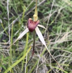 Caladenia montana at Rendezvous Creek, ACT - suppressed