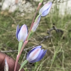 Thelymitra sp. (A Sun Orchid) at Namadgi National Park - 5 Dec 2021 by BrianH