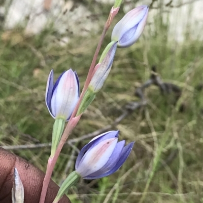 Thelymitra sp. (A Sun Orchid) at Rendezvous Creek, ACT - 5 Dec 2021 by BrianH