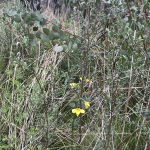 Diuris monticola at Rendezvous Creek, ACT - 5 Dec 2021