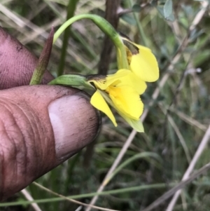 Diuris monticola at Rendezvous Creek, ACT - suppressed