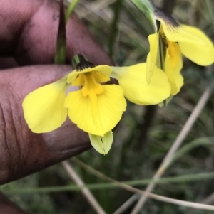 Diuris monticola at Rendezvous Creek, ACT - 5 Dec 2021