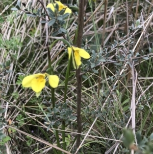 Diuris monticola at Rendezvous Creek, ACT - 5 Dec 2021